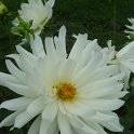 Dahlia x 'White Princess' fleur